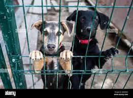 THROUGH A SHELTER DOG’S EYES
