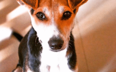 MUTHU: MY FURRY SIBLING WHO TAUGHT ME WILL-POWER, LOVE & COMPASSION