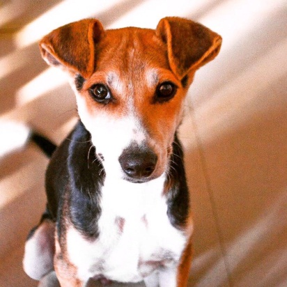 MUTHU: MY FURRY SIBLING WHO TAUGHT ME WILL-POWER, LOVE & COMPASSION