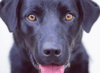 SYLVIE: A SPIRITFUL DOG