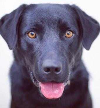 SYLVIE: A SPIRITFUL DOG