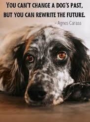 STORY OF A STREET DOG